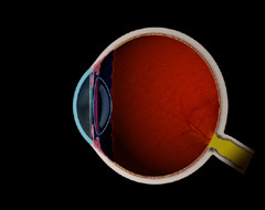 normal eye