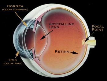 how the eye works